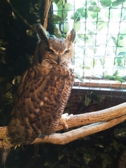 Bubo