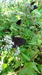 Euploea sylvester swinhoei
