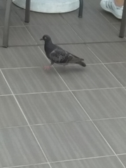Columba livia domestica