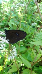 Euploea sylvester swinhoei
