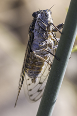 Cicada barbara lusitanica