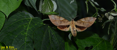 Clanis bilineata