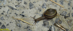 Nesiohelix samarangae