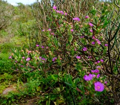 Ruschia langebaanensis