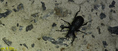 Sipalinus gigas