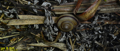 Nesiohelix samarangae