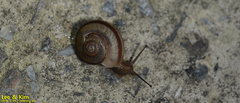 Nesiohelix samarangae