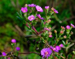 Ruschia langebaanensis