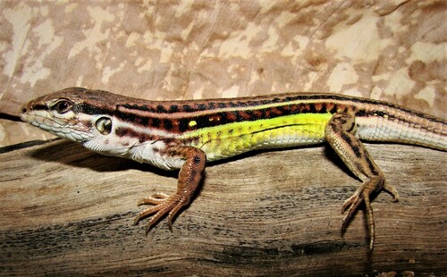 Planalto dos Gerais Whiptail, Ameivula xacriaba