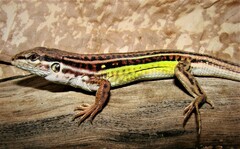 Planalto Dos Gerais Whiptail photo 3