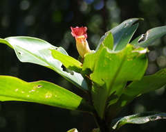 Costus laevis