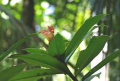 Costus laevis