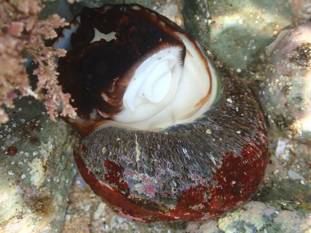 Rough turban shell from Central Coast NSW, Australia on December 14 ...