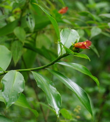 Costus laevis