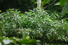 Costus laevis