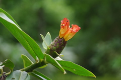Costus laevis