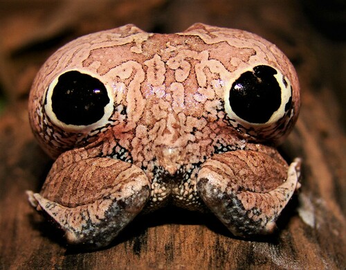 Cuyaba Dwarf Frog, Physalaemus nattereri