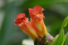Costus laevis