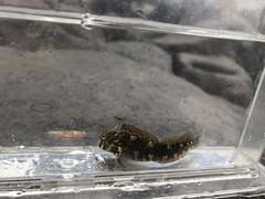 Istiblennius edentulus