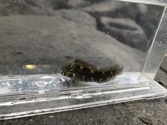 Istiblennius edentulus