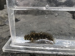 Istiblennius edentulus