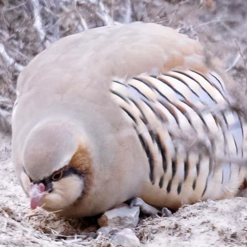 Przevalski's Partridge