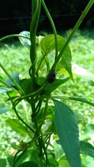 Platycorynus undatus