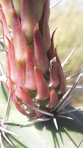 Image of Harrisia pomanensis by no rights reserved