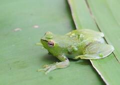 Bokermann's Lime Treefrog photo 3