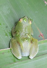 Bokermann's Lime Treefrog photo 5