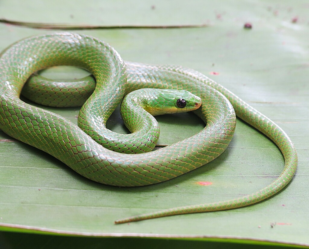 Crown Ground Snake