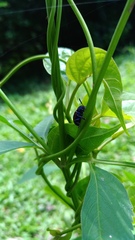 Platycorynus undatus