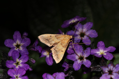 Endotricha flammealis