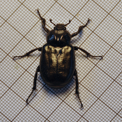 Osmoderma eremicola