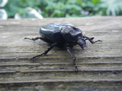 Osmoderma eremicola