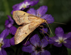 Endotricha flammealis