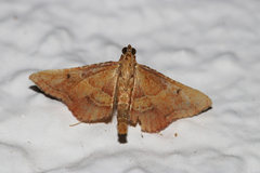 Endotricha flammealis