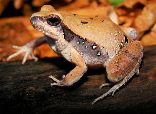 Central Dwarf Frog, Physalaemus centralis