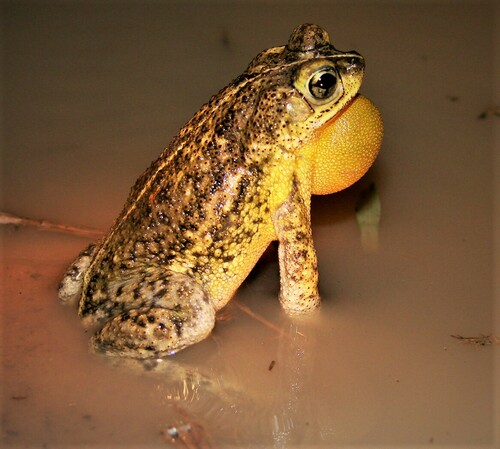 Rhinella mirandaribeiroi