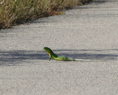 Lacerta trilineata