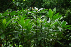 Costus guanaiensis