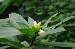 Costus guanaiensis