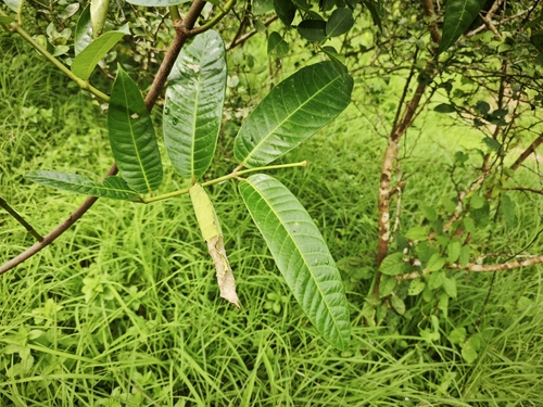 Anodendron parviflorum observed 2024-08-13
