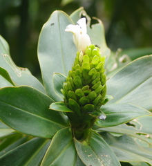 Costus guanaiensis