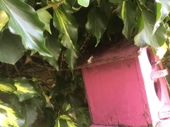 Cydalima perspectalis