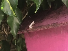 Cydalima perspectalis