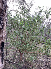 Persoonia rigida