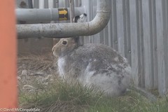 Lepus arcticus