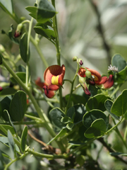 Colutea orientalis, photograph (c) Conny Löhne, some rights reserved (CC BY)