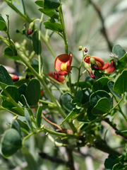 Colutea orientalis, photograph (c) Conny Löhne, some rights reserved (CC BY)